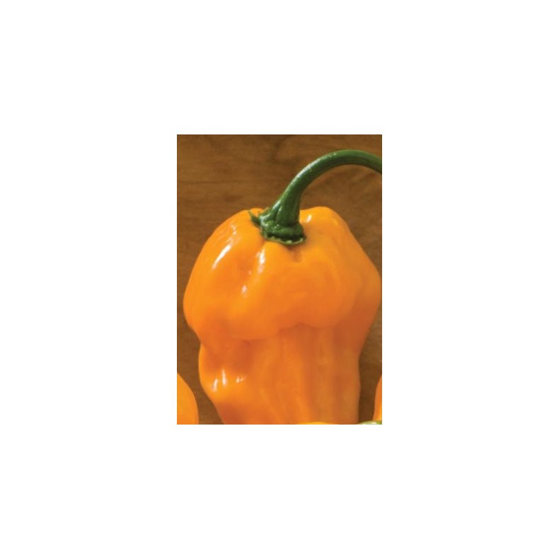 Chili - Suave Orange
