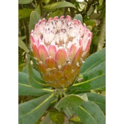 Susara Protea