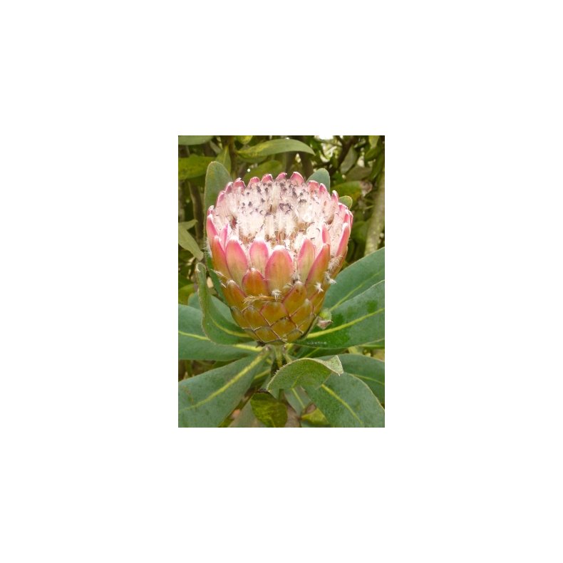 Susara Protea
