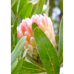 Susara Protea