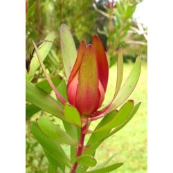 Safari Sunset Protea