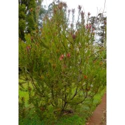 Safari Sunset Protea