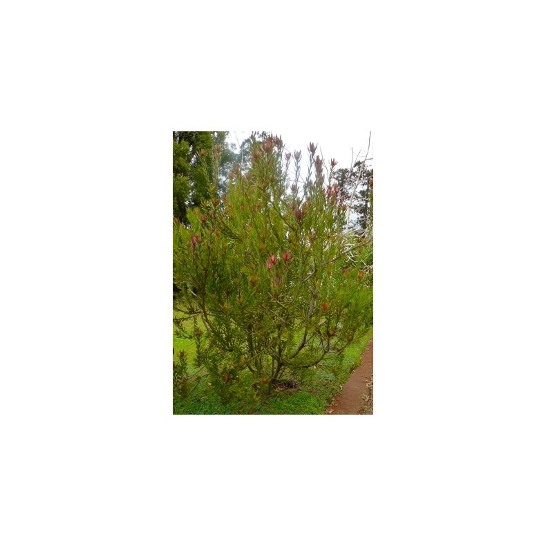 Safari Sunset Protea