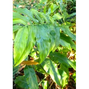 Sort Nepal Kardemomme