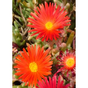 Sukkulent - Is plante