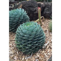 Agave - Cabbage Head