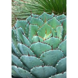 Agave - Cabbage Head