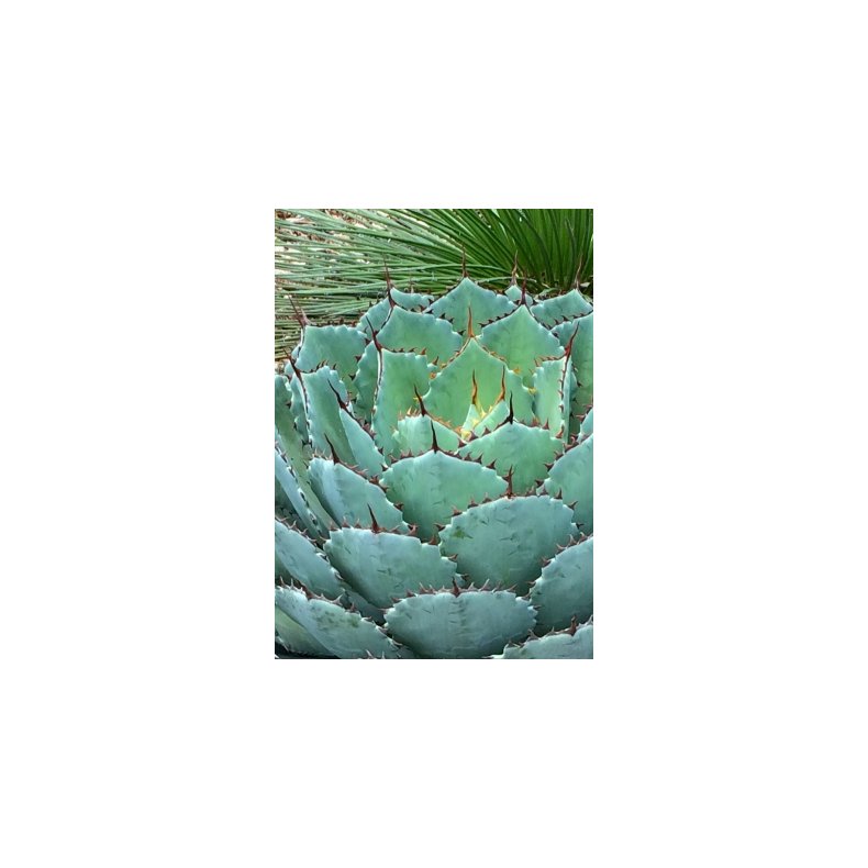 Agave - Cabbage Head