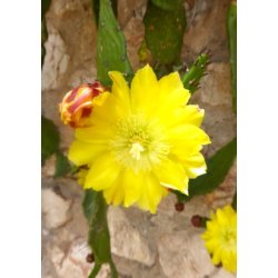 Kaktus - Hngende Figenkaktus