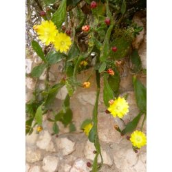 Kaktus - Hngende Figenkaktus