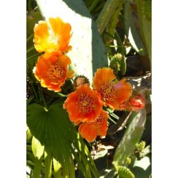 Kaktus - Indisk Figenkaktus 