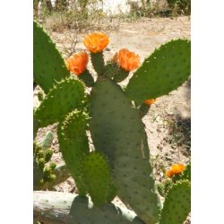 Kaktus - Indisk Figenkaktus 