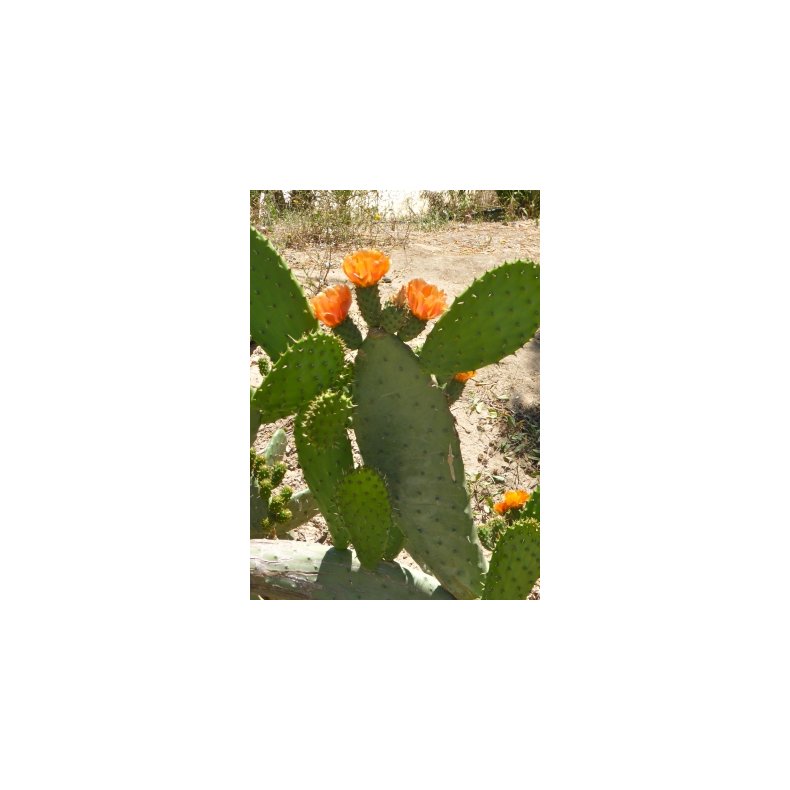 Kaktus - Indisk Figenkaktus 