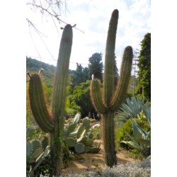 Kaktus - Argentinsk Fljtekaktus