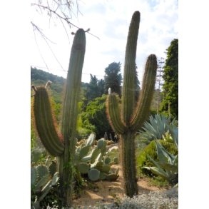 Kaktus - Argentinsk Fljtekaktus