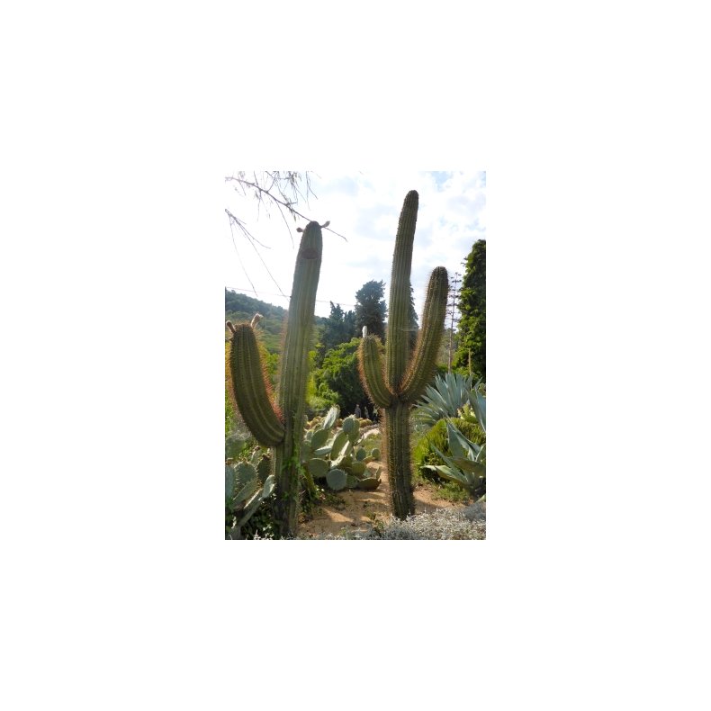 Kaktus - Argentinsk Fljtekaktus