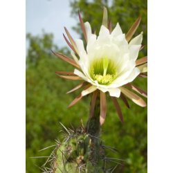 Kaktus - Argentinsk Fljtekaktus