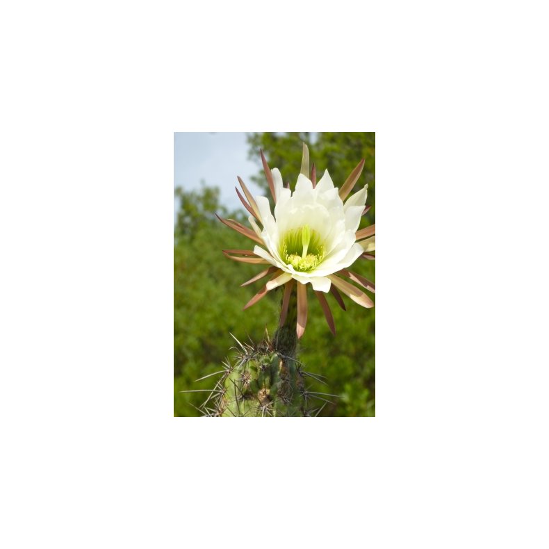 Kaktus - Argentinsk Fljtekaktus
