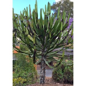 Afrika Tr - Euphorbia