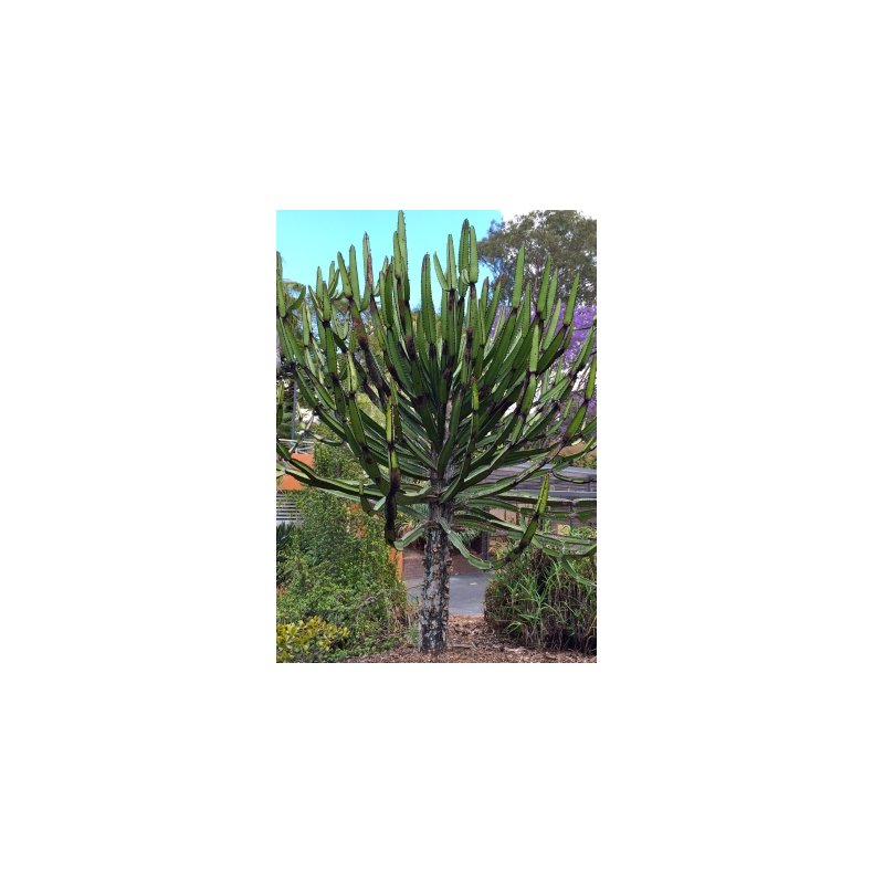 Afrika Tr - Euphorbia