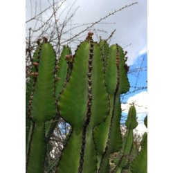 Afrika Tr - Euphorbia