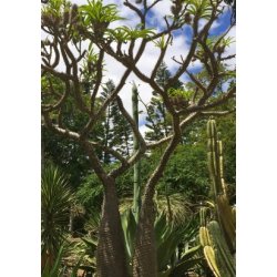 Stor Madagaskar Palme