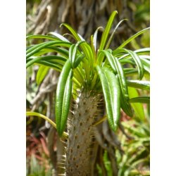 Stor Madagaskar Palme