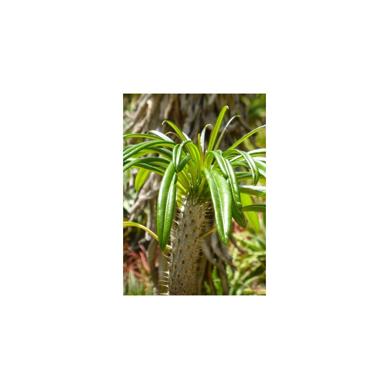 Stor Madagaskar Palme