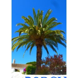 Palme - Canarisk Dadelpalme