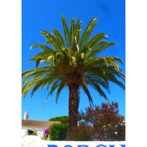 Palme - Canarisk Dadelpalme