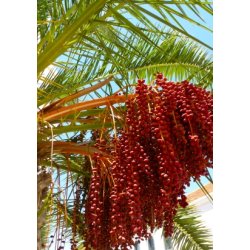 Palme - Canarisk Dadelpalme