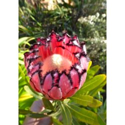 Pink Mink Protea