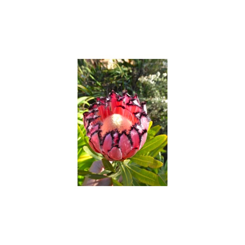 Pink Mink Protea