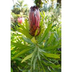 Pink Mink Protea