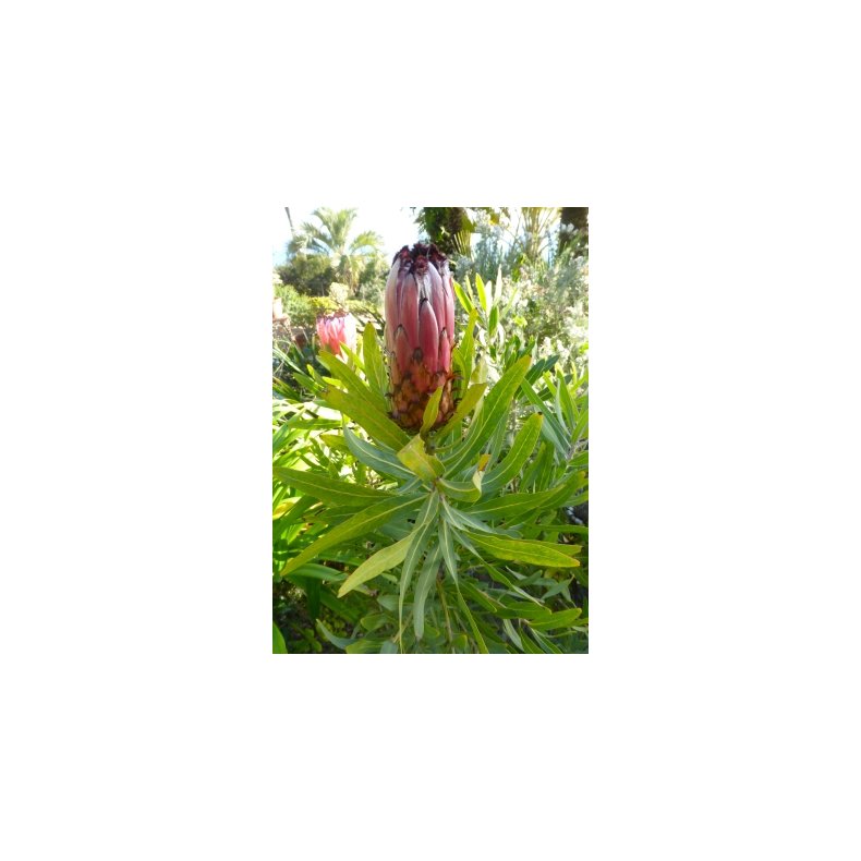 Pink Mink Protea