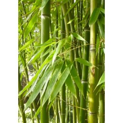 Smaragd Bambus