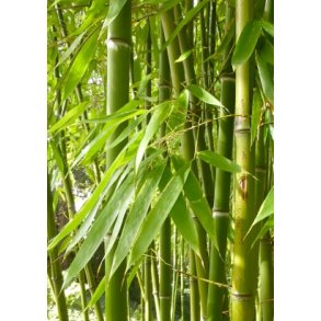 Smaragd Bambus