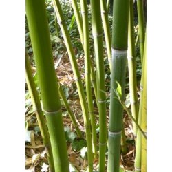 Smaragd Bambus