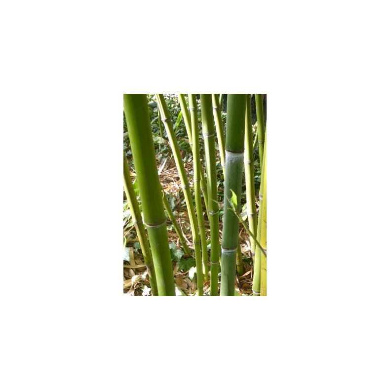 Smaragd Bambus