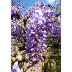 Dyrkningsst<br/>Blregn<br/>Det Store St