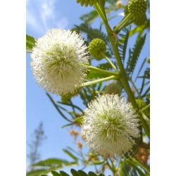 Mimose - Hvidblomstret