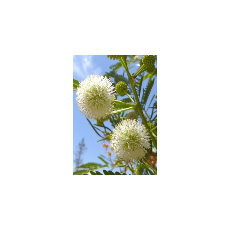 Mimose - Hvidblomstret