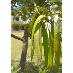 Mimose - Hvidblomstret