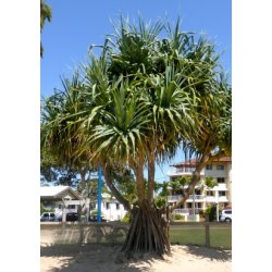 Pandanus fra Ny Guinea