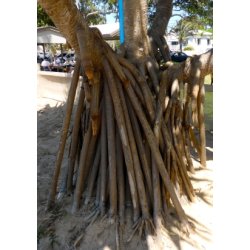 Pandanus fra Ny Guinea