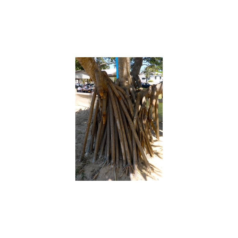 Pandanus fra Ny Guinea