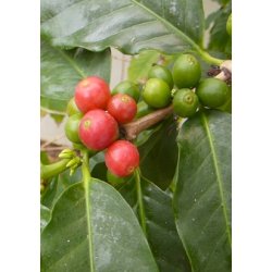 gte Arabica-Hjlandskaffe