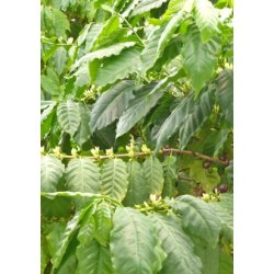 gte Arabica-Hjlandskaffe