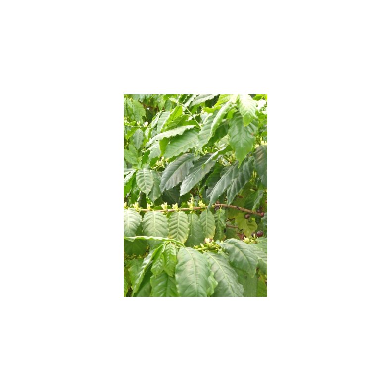 gte Arabica-Hjlandskaffe