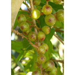 Sydafrikansk Kap-Figen